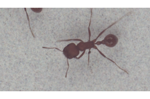 repeating loop of close-up view of an ant that changes to colored interpretation of their height