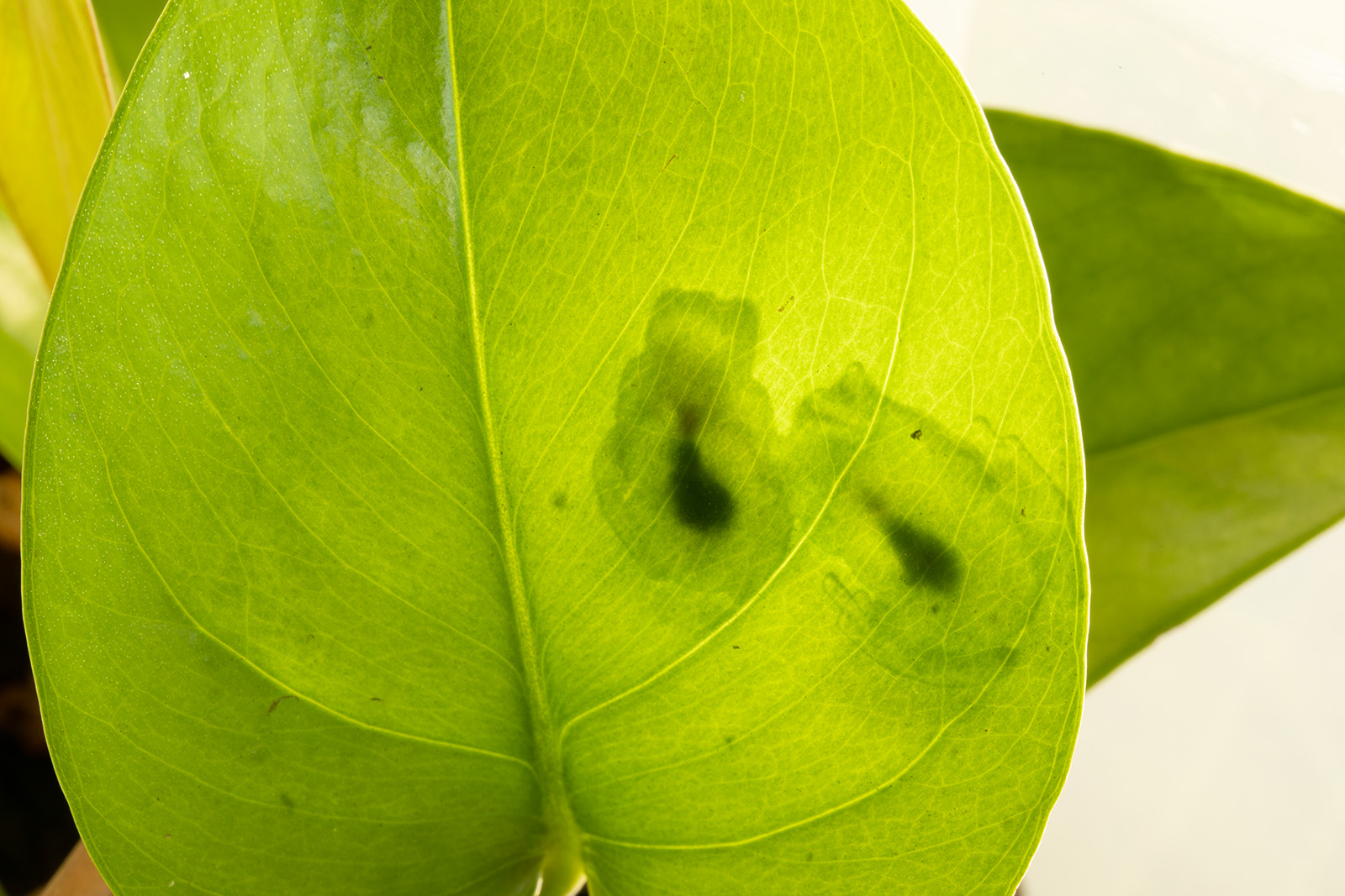 a pair of mating glassfrogs, sleeping together, upside down on a leaf. The pair was photographed in transmitted light (backlit) from the upper side of the leaf. 