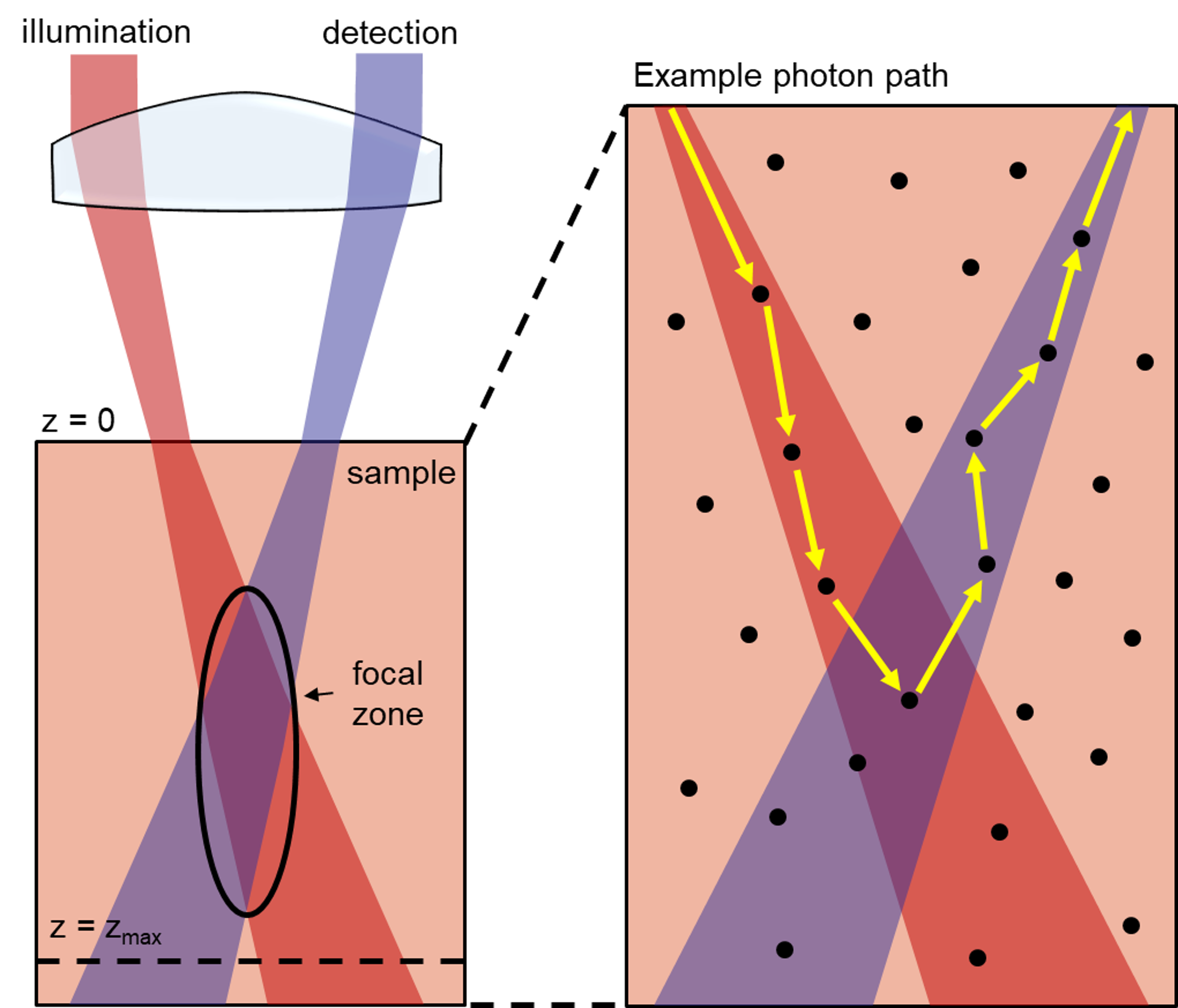 A graphic of two columns of light intersecting under skin layers