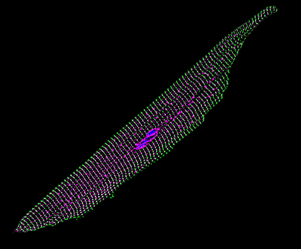 A long, thin, rod-like object with points of magenta within and covered with lines of green