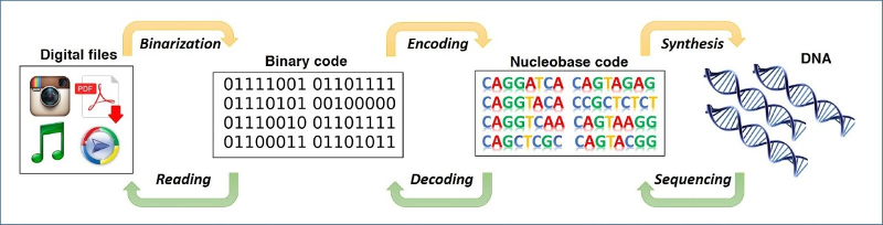 A graphic depicting the theoretical process of transferring binary data to genetic letters