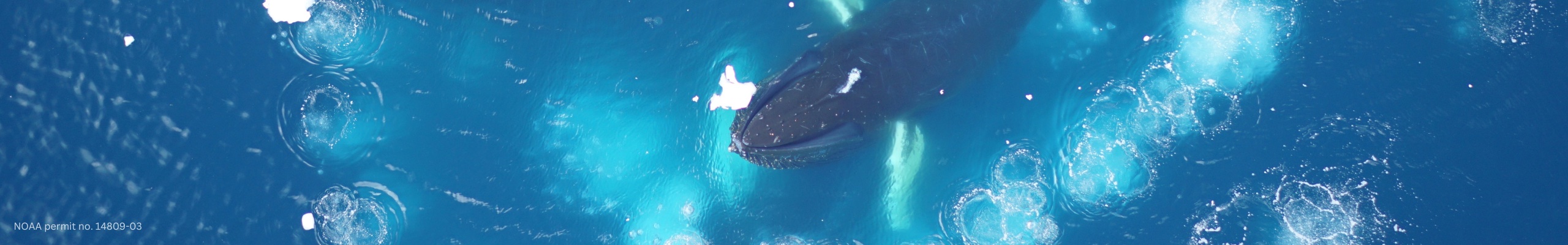 A whale is seen from above as it practices a group hunting strategy called bubble net feeding