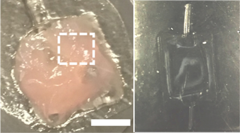 A black square under a microscope (right) and the same pouch (left) but filled with pink goo