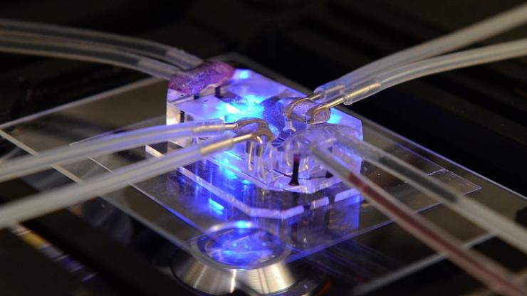 This lung-on-a-chip serves as an accurate model of human lungs to test for drug safety and efficacy. Wyss Institute for Biologically Inspired Engineering, Harvard University Photo