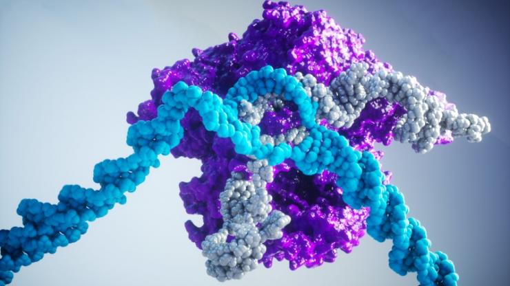 With a new grant from DARPA, Duke researchers will use genome editing technologies to explore the gene targets that mediate influenza infection. 