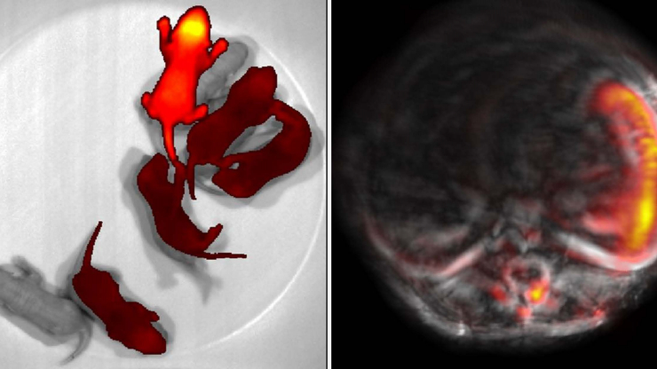 A color-changing mouse model was developed for deep-tissue organ-specific optogenetic control (left) and photoacoustic imaging (right).