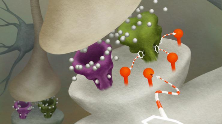 DART genetically programs cells to express a virus (in red) that attracts drugs loaded with a homing device, creating a locally high concentration of the drug. These drugs can then manipulate specific molecules (in green) for a desired outcome, like blocking the absorption of a neurotransmitter like serotonin. (Credit: Julia Kuhl) DART genetically programs cells to express a virus (in red) that attracts drugs loaded with a homing device, creating a locally high concentration of the drug. These drugs can then manipulate specific molecules (in green) for a desired outcome, like blocking the absorption of a neurotransmitter like serotonin. (Credit: Julia Kuhl)