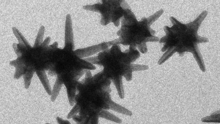 A group of gold nanostars under an electron microscope. The nanostars' size causes them to accumulate within tumors, where researchers use infrared light to heat them and destroy cancerous growths. gold nanostars under electron microscope