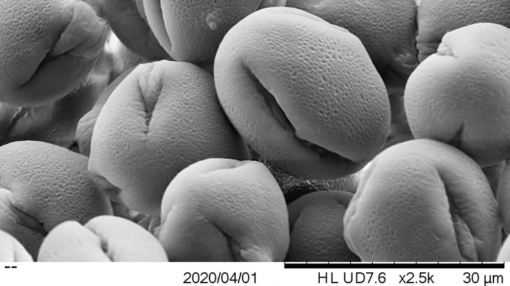 Redbud pollen under scanning electron microscope at 2500x magnification
