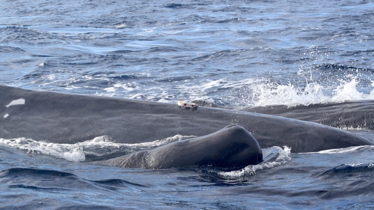 A tagged sperm whale mother with her calf, in the offshore waters of the Santos Basin, Brazil. Photo: Dave Haas, under IBAMA permit