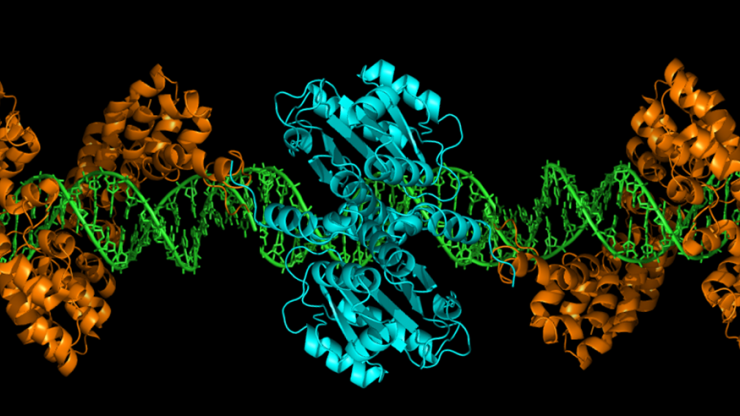 Cartoon crystal structure of the TALEN gene editing technology. (Credit: Gersbach Lab)