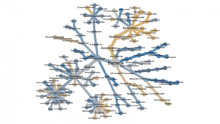 A tree-like graph with many nodes and names of bacteria