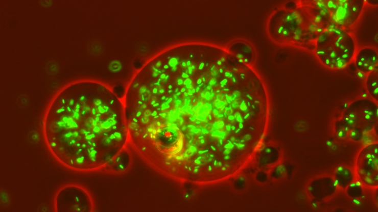 Neon green bacteria grow in an ocean of red-tinted growth media