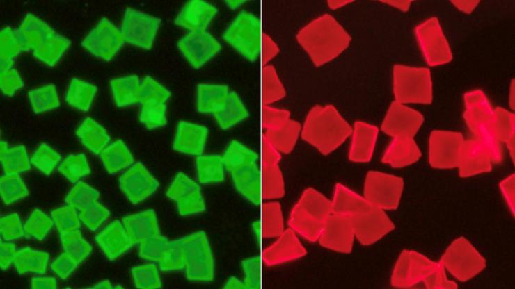 Neon green cubes on a black surface (left) and neon red cubs on a black surface (right)