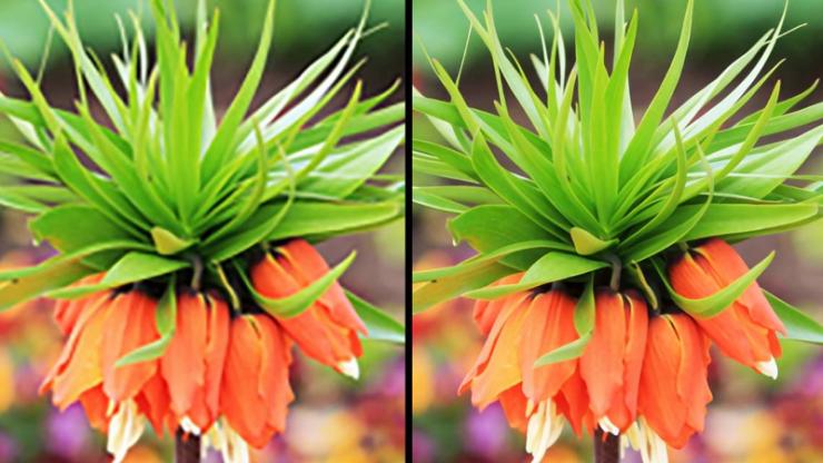 two images of a flower before and after 'sharpening' with a computer algorithm
