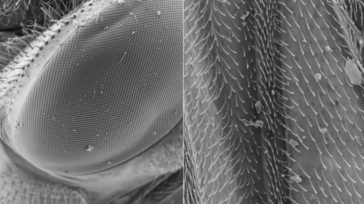 Super closeup view of a fly's eye and wing