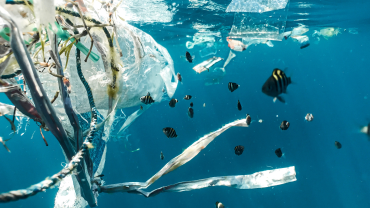 A photo of plastic trash floating in water, surrounded by small fish. Photo by Naja Bertolt Jensen