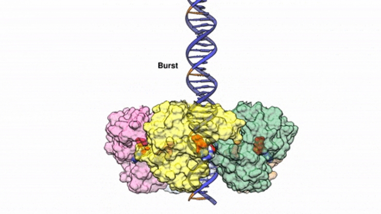 A cartoon depiction of three colored blobs surrounding a DNA strand