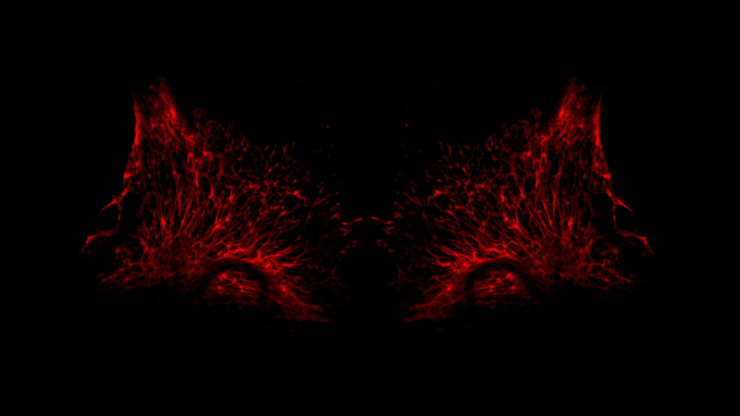 A symmetrical growth of red cells growing in tendrils reminiscent of wings