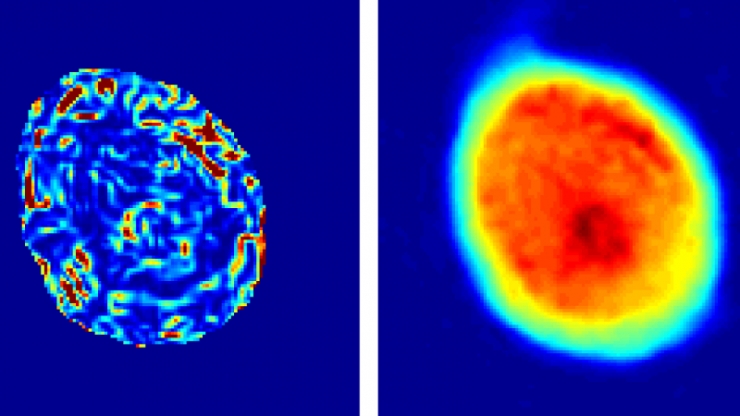 A side-by-side image of a scanned cell and a measure of its internal disorder, which is directly related to its stiffness