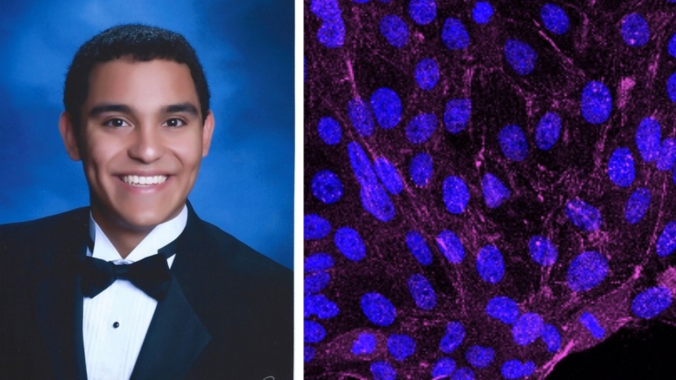 Jose Rivera worked in a faculty lab where researchers are building novel tension sensors and creating new analysis tools to characterize the spatial and temporal dynamics of mechanosensitive signaling during collective cell migration.