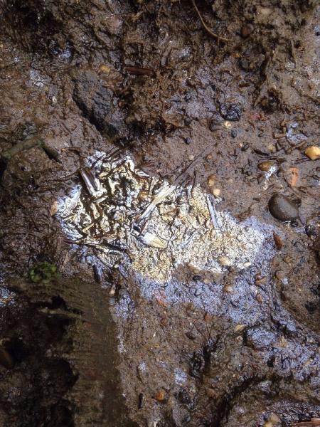 Elizabeth River sediment appears gold