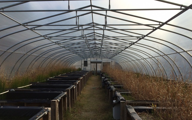 The mesocosm facility functions year-round; here, it is covered for the brief North Carolina winter