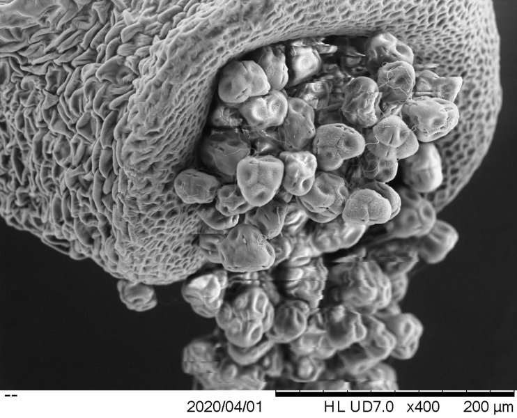 Azalea pollen at 400x magnification
