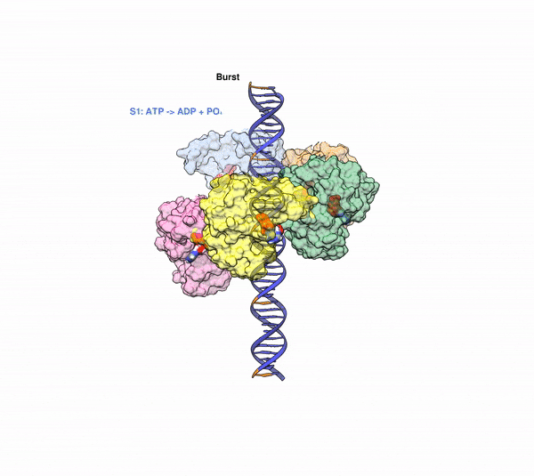 A moving graphic of five differently colored blobs moving up and down and dragging DNA up with them