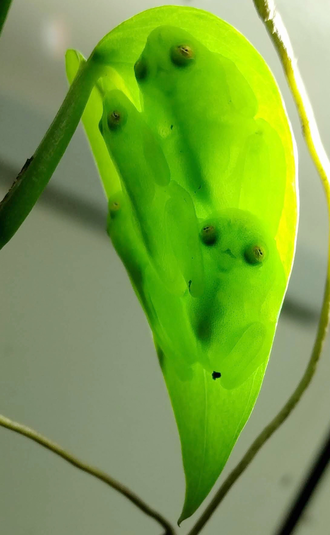 A group of glassfrogs sleeping together upside down on a leaf, showing their leaf camouflage in transmitted (downwelling) light. By Jesse Delia