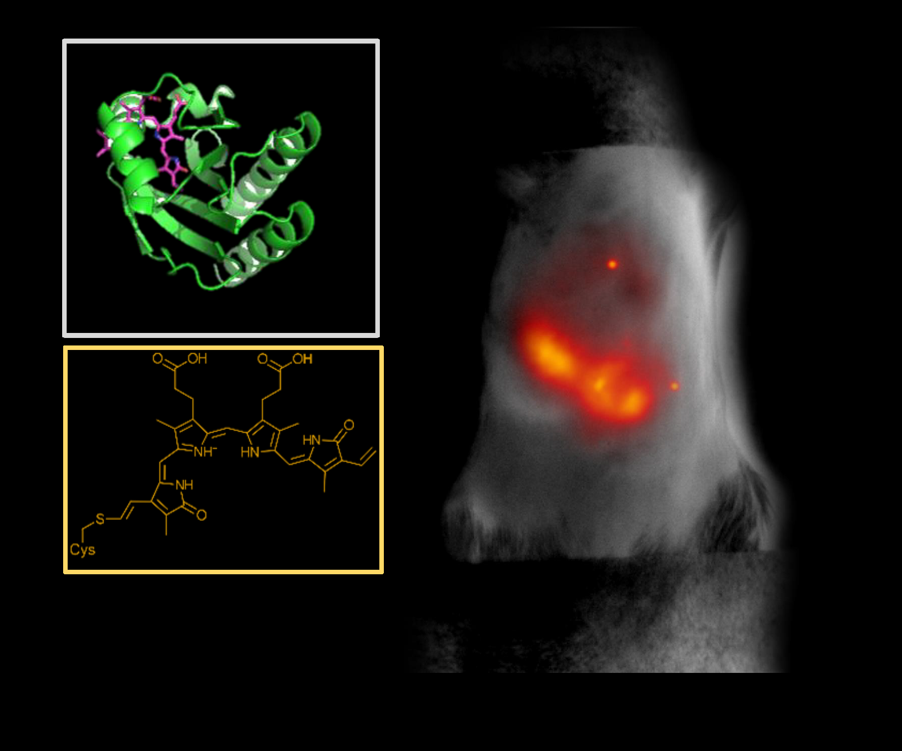 The image shows a small fluorescent protein that emits and absorbs light that penetrates deep into biological tissue. Here, it indicates inflammation in a living mouse liver. The inset shows the molecular and chemical structure of the protein, miRFP718nano.