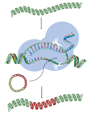 Artist's rendering of the CRISPR gene-editing process