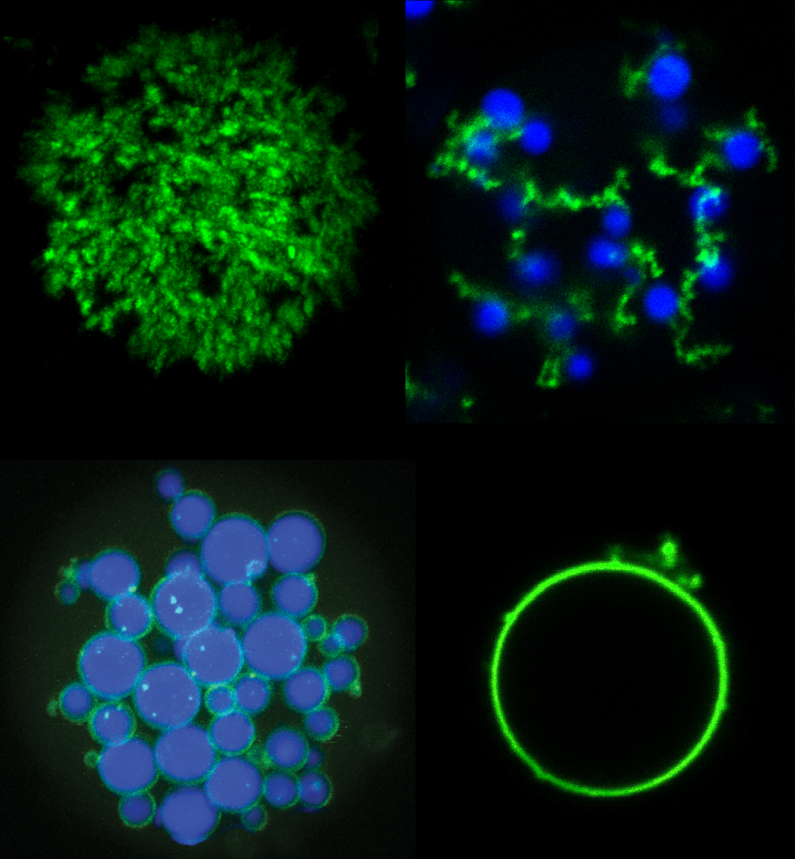 four fluorescent images of different microparticle shapes on a black background