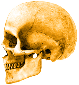 illustration of skull