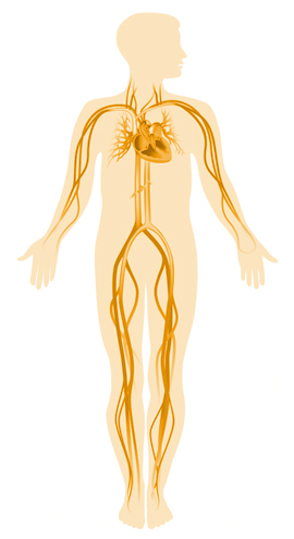 illustration of human cardiovascular system