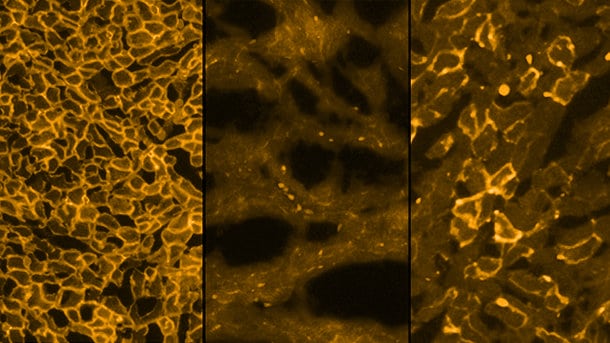 research image of cells