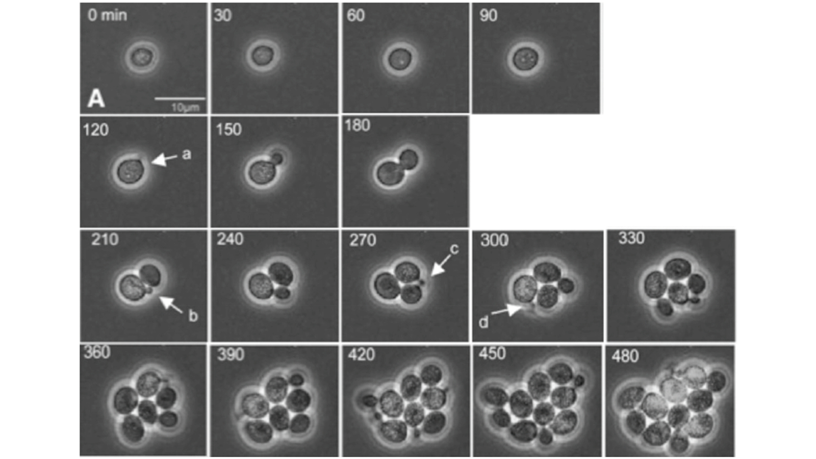 A series of images showing first a single cell and then more and more complex arrangements of cells