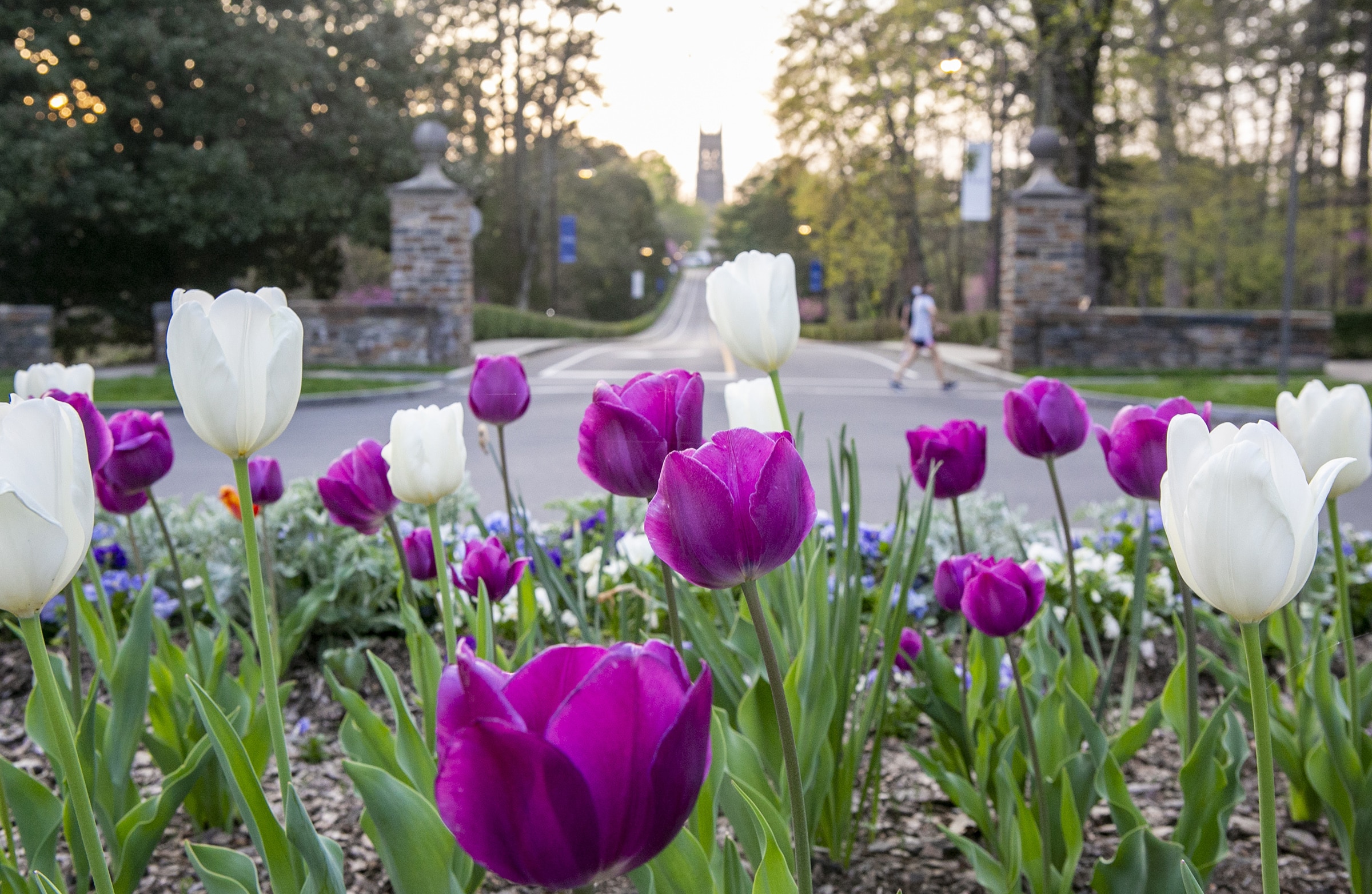 Tulips beautify the traffic circle in front of Duke Chapel during a sunny Spring evening.