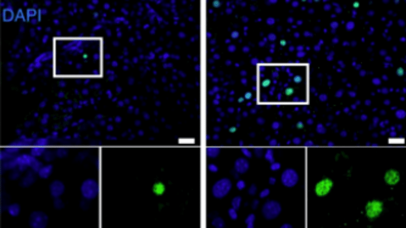 research images of blue and green dots