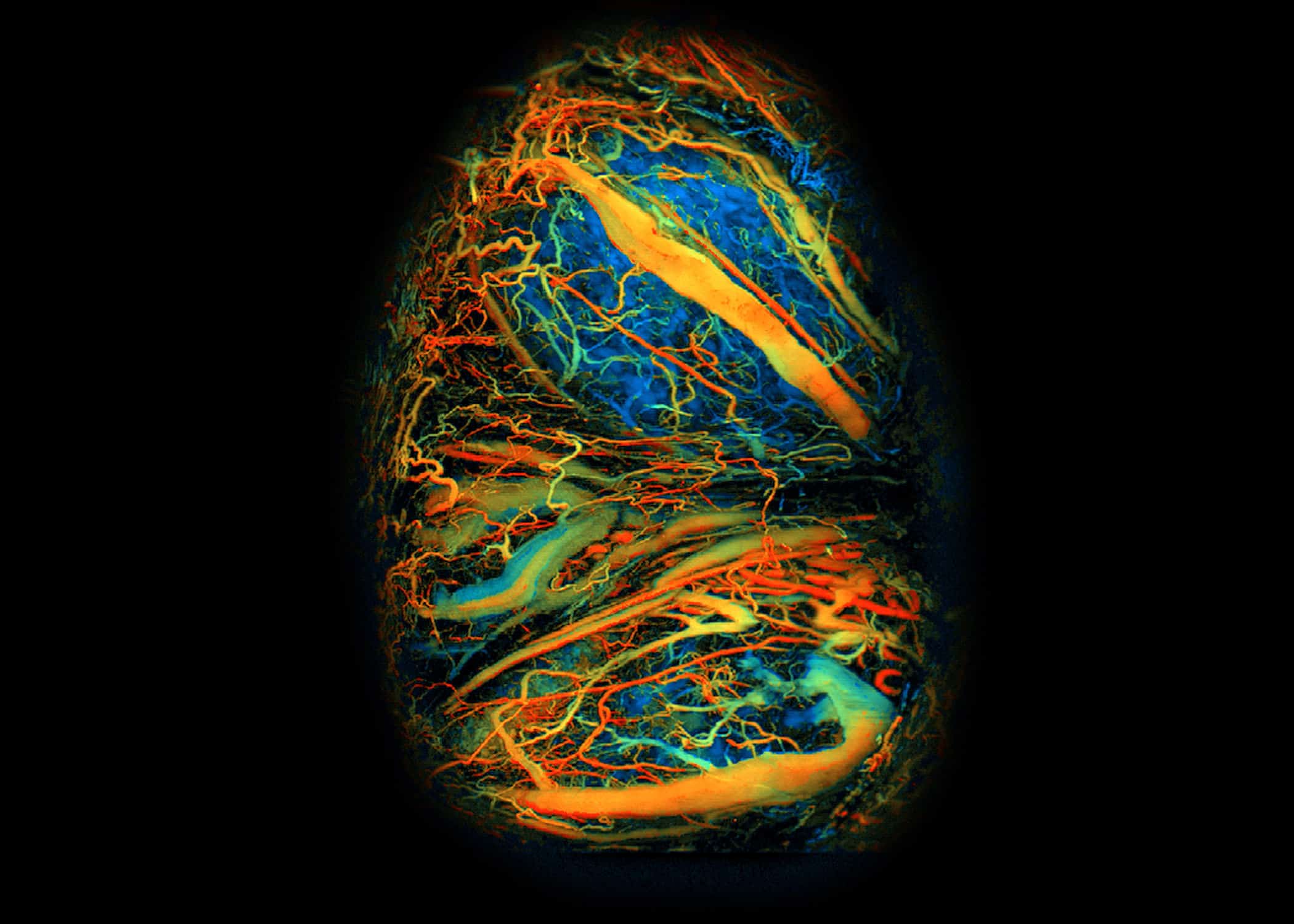 An image showing the blood vessels and oxygen levels in a mouse placenta