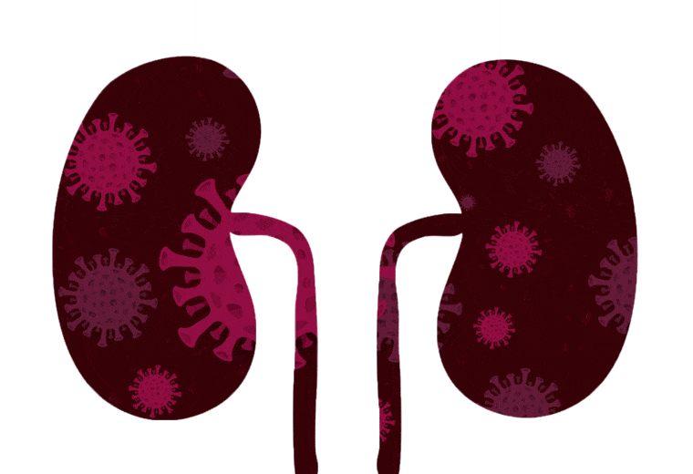 animation of kidneys with COVID-19