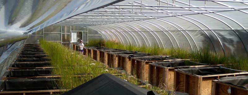 plants growing in a greenhouse