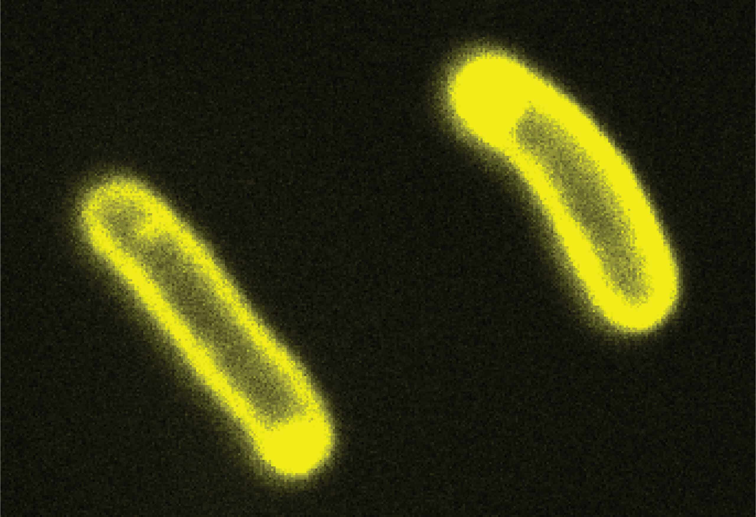 two long, glowing yellow cylinders