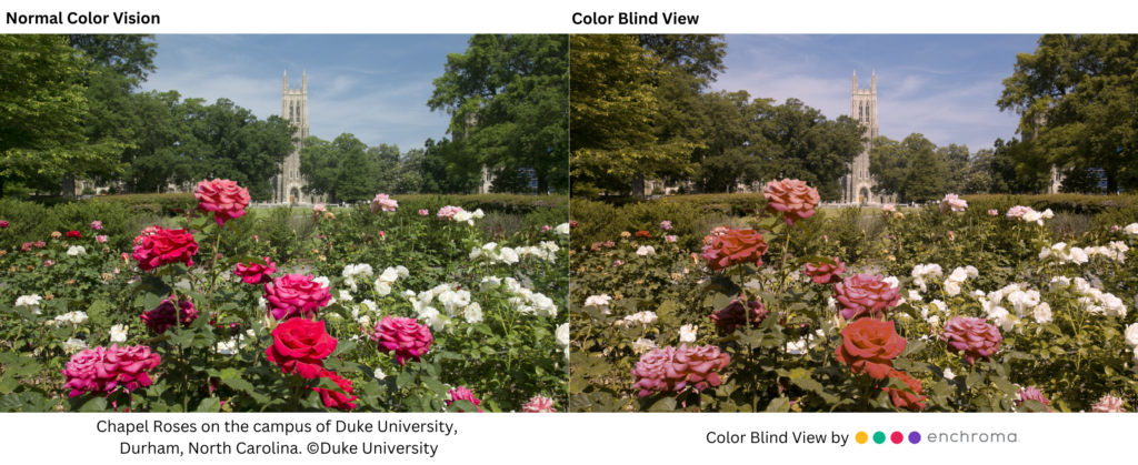 Two photos of the Duke Chapel and roses. One is muted with reds looking brownish while the other is vibrant.