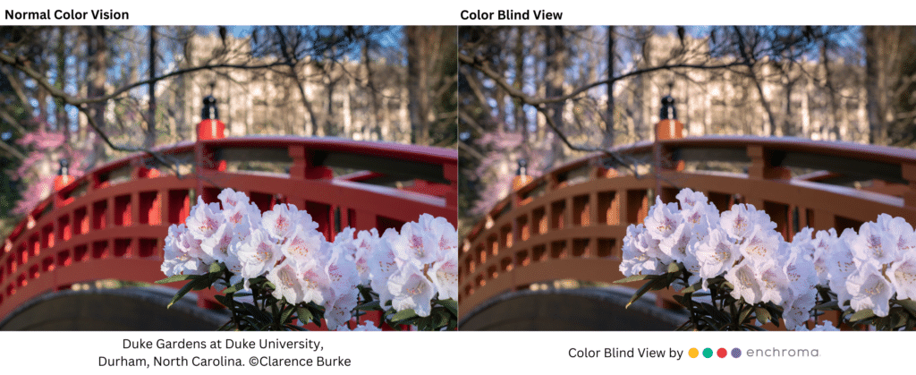 Two photos of a red bridge and flowers. One is muted with reds looking brownish while the other is vibrant.