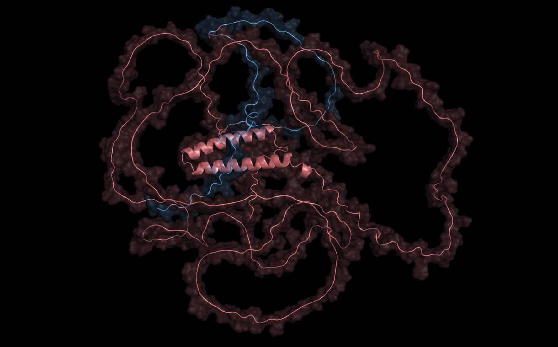 The image shows one of the tangled, unstructured proteins Chatterjee and his team are hoping to find binders for. 