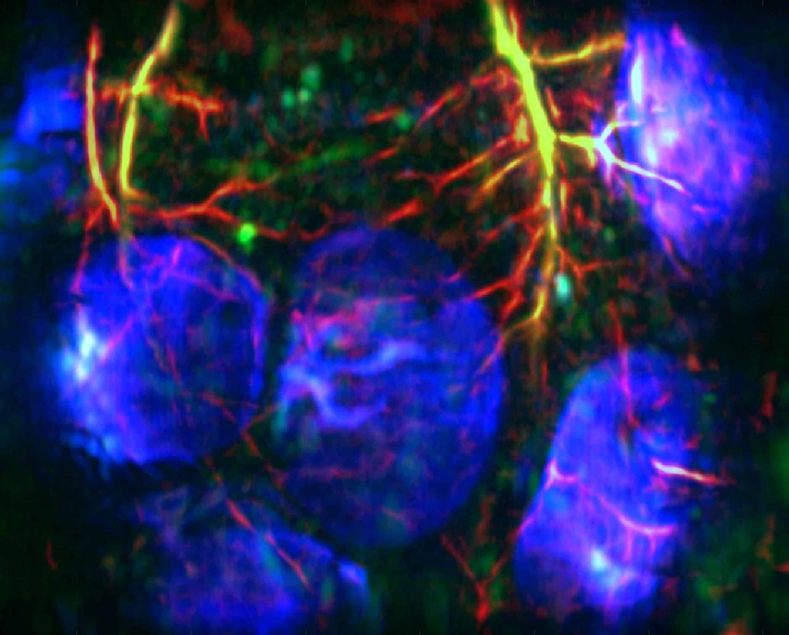 DAT of the healthy developing embryos (blue) in a mouse, showing the highly hypoxic environment