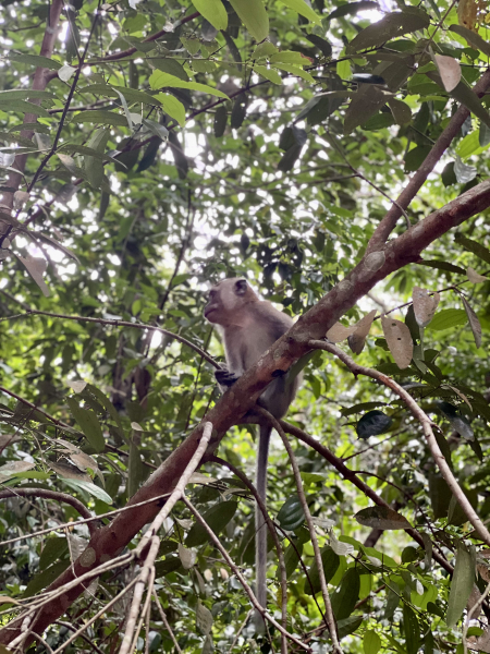 A macaque watches the Blue Devil Forest Divers from the trees. 