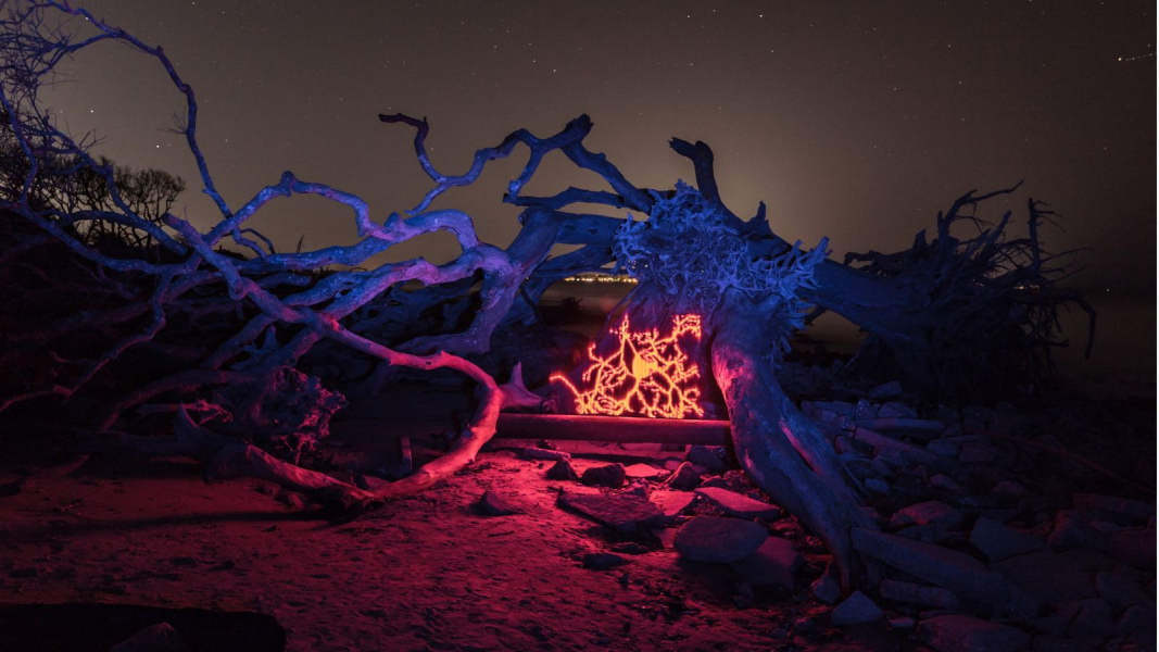 light painting on a driftwood tree