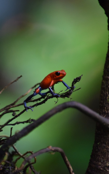 brightly colored tree frog